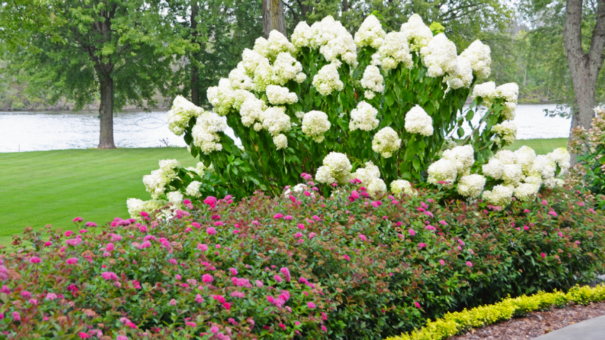 10 Gorgeous Flowering Shrubs That Make Excellent Hedges