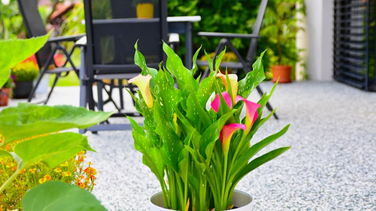 8 Garden Trends We See Taking Root in 2024