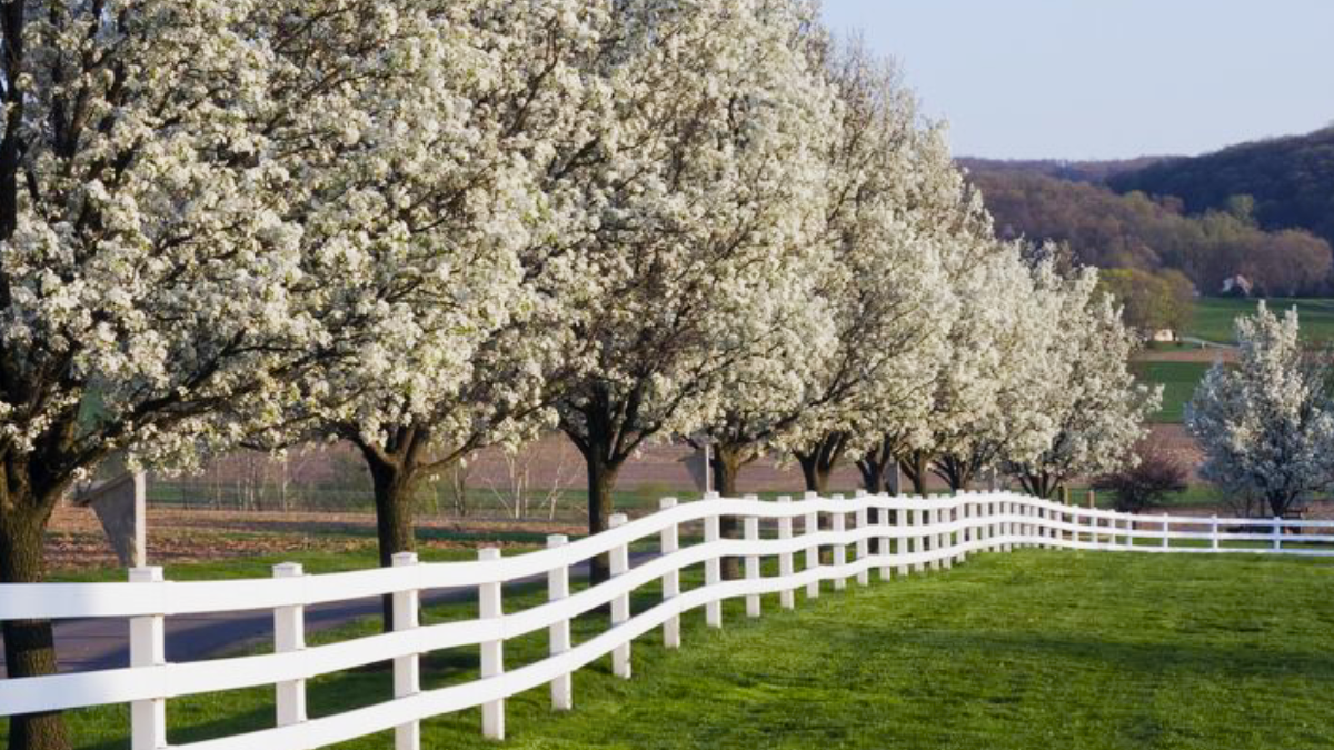 Fastest-Growing Trees For a Privacy Screen in Your Yard